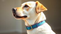 top dog flea collars